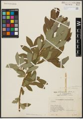 Foto von Salix aegyptiaca L. x Salix elbursensis Boiss.